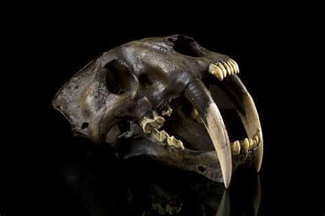 Sabertoothed Cat: California's State Fossil