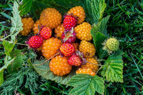 Thriving Together: Salmon, Berries, and People | Hakai Magazine