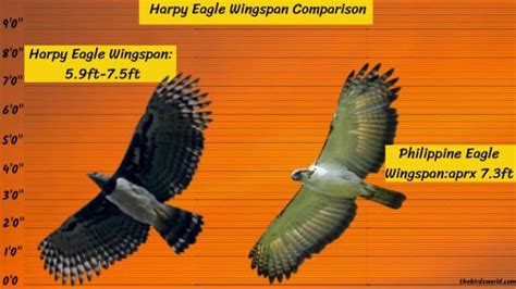 Harpy Eagle Size Explain: Compared With Human & Other Eagle