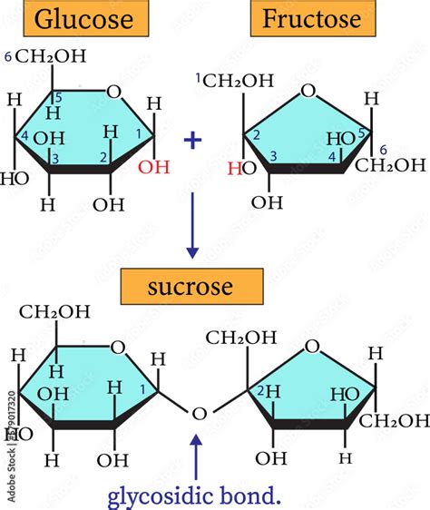 Vetor de Sucrose is made from a glucose monomer and a fructose monomer joined together in a ...