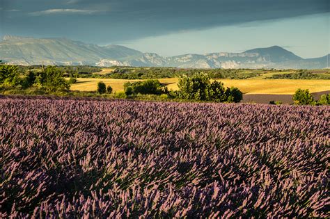 The Lavender Fields of Provence on Behance