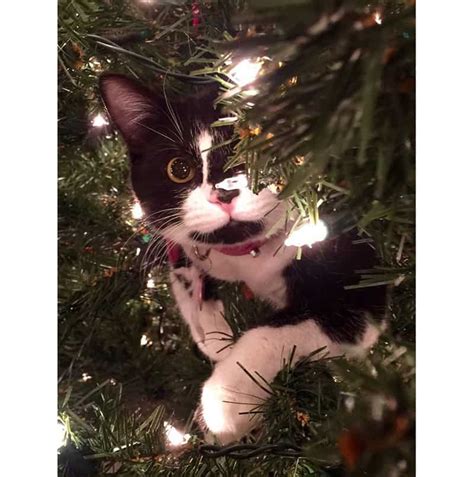 10 Hilarious Cats Climbing On Christmas Trees