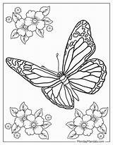 Adult Butterfly Coloring Pages sketch template