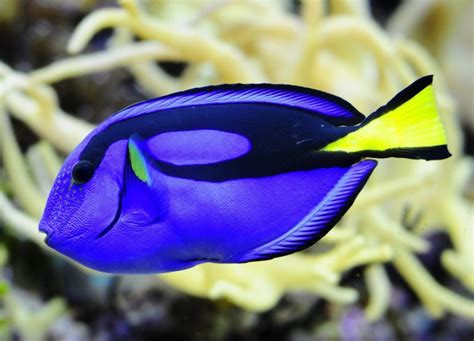 Finding Dory: Blue Tang Fact or Fiction