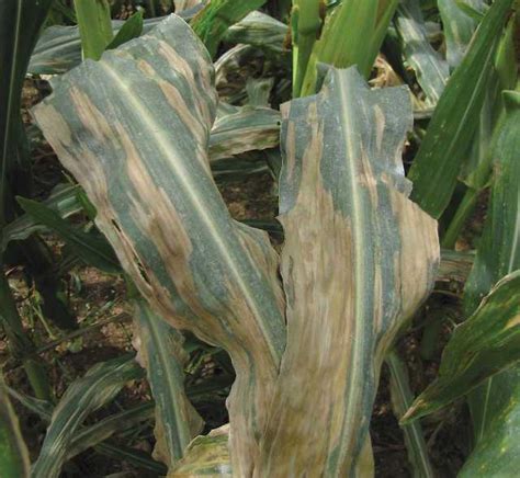 What You Need To Know About Northern Corn Leaf Blight - Growing Produce