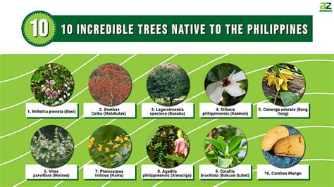 10 Incredible Trees Native to the Philippines - A-Z Animals