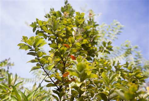 Lab uses crowdfunding to help preserve ohia seeds - Hawaii Tribune-Herald