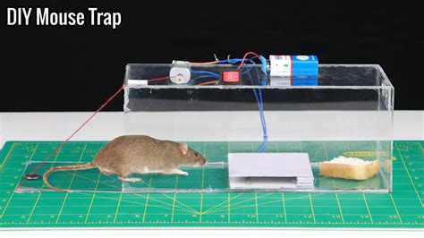 Diy Electric Rat Trap With Capacitor - CAWRQ