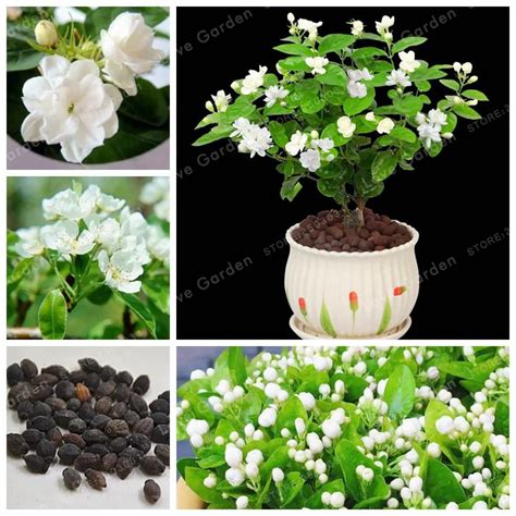 20 Pcs/Bag Potted Plants Jasmine Seeds Beautiful Jasminum Sambac Flower ...