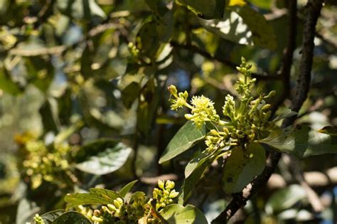 Premium Photo | Avocado flower on plant