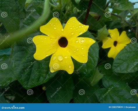 Thunbergia alata -yellow- stock image. Image of wildflower - 228370839