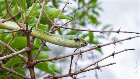 First Aid for Boomslang Snake Bite