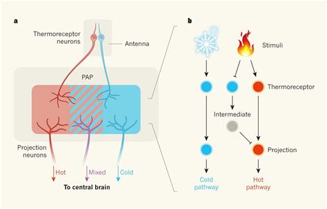 V5- §2.1 Het zintuigstelsel - Schouten Biology