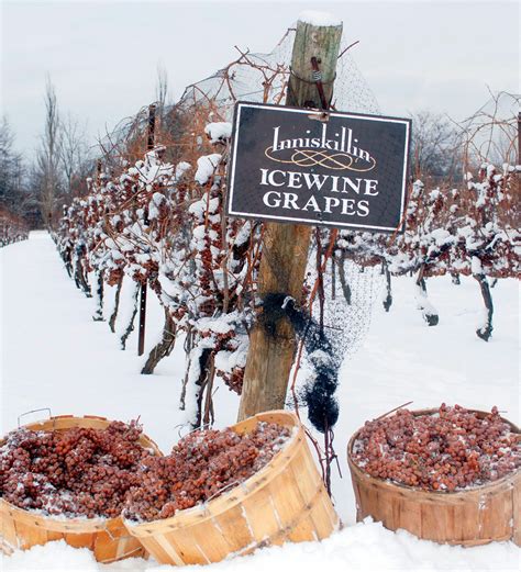 A Sparkling Niagara Icewine Festival | Sparkling Winos