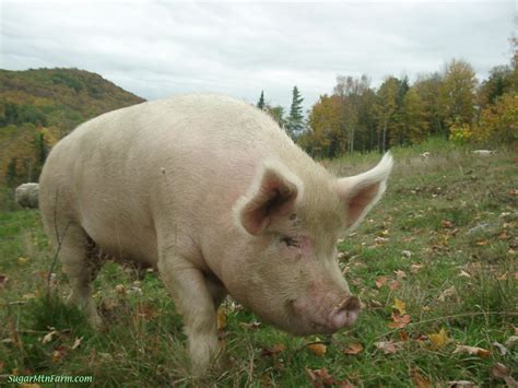 Pig | Animal Wildlife