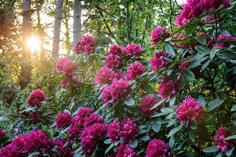 How to grow rhododendrons / RHS