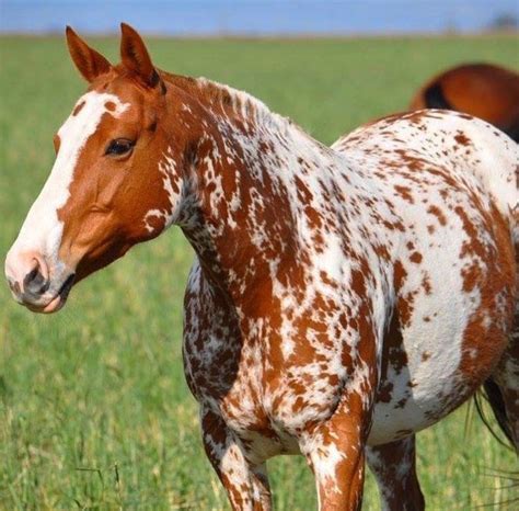 What is this pattern???? | Horses, Horse breeds, Beautiful horses