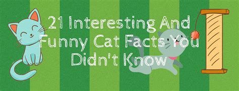 Infographic: 21 Interesting and Funny Cat Facts You Didn’t Know ...