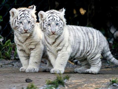 White tiger babies ~ adorable♡♡♡ | Cute animals, Tiger facts, Baby animals