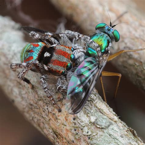 Maratus Volans feeding | Cenral Coast, NSW. Australia | Flickr