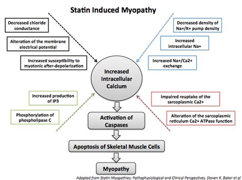 Statin induced myopathy overview - wikidoc