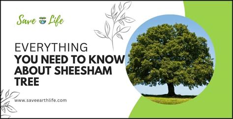 How to Grow Sheesham Tree in India and Know its Benefits, Care & Uses