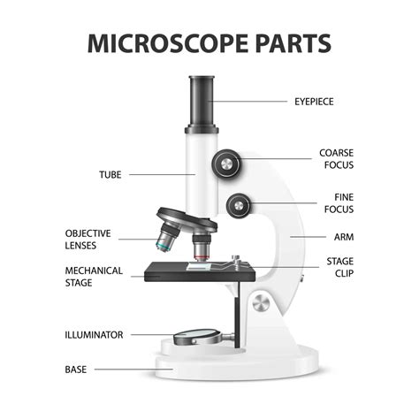 What Are Parts Of Microscope And Their Function? » BIOLOGY TEACH