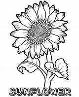 Printable Sunflower Coloring Pages  Free sketch template