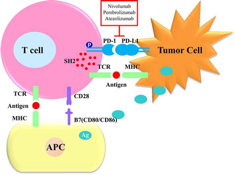 PD-1 Immune Checkpoint Inhibitor Therapy Malignant Tumor Based on ...