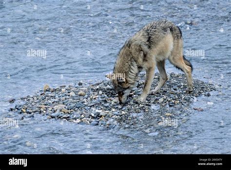 Wolf, the females are capable of producing pups every year (Mackenzie ...