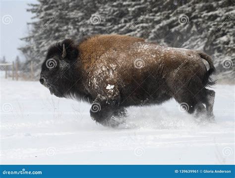 American Bison Charging through the Snow Stock Image - Image of storm ...