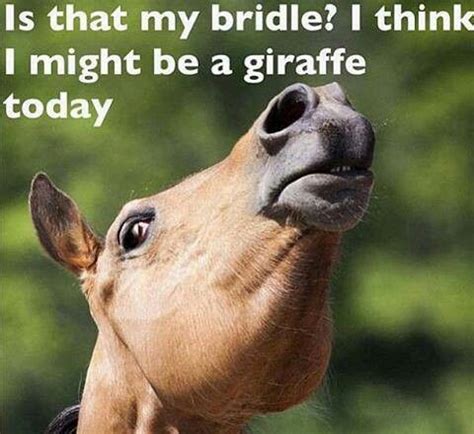 I think I might be a giraffe... | Funny horses, Horse jokes, Horses