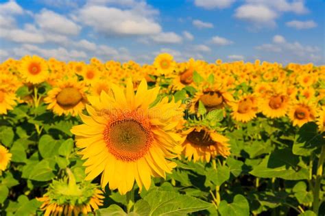 Sunflowers on meadow stock photo. Image of farming, rural - 118871002