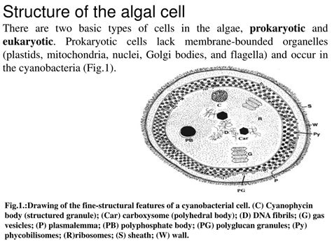 PPT - Basic characteristic of the algae PowerPoint Presentation, free download - ID:829088