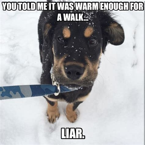 17 Dog Pictures That Perfectly Sum Up Your Hatred Of Winter - BARK Post