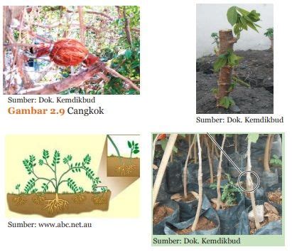 Perkembangbiakan Vegetatif Buatan dapat Dilakukan dengan 5 Cara ini, dibahas dalam IPA Kelas 9 ...