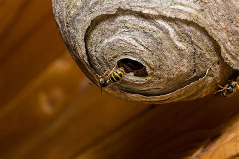 Wasp removal Melbourne - Homepestcontrol