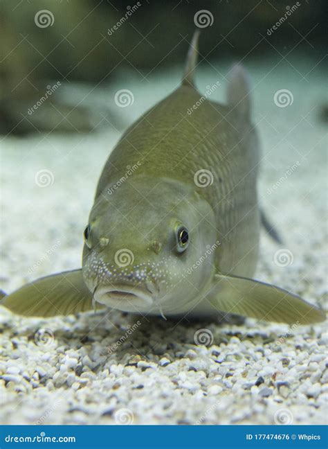 Male Common Barbel, Species of Freshwater Fish Abundant in Guadiana River, Spain Stock Photo ...