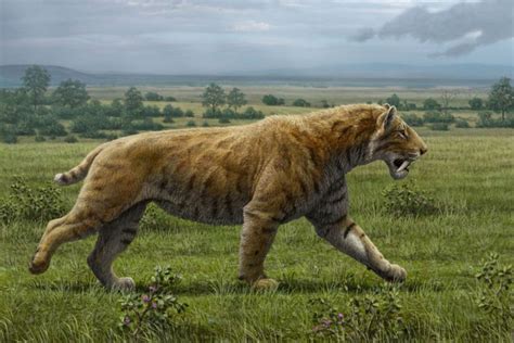 Saber-toothed cats once hunted in South America | Earth Archives