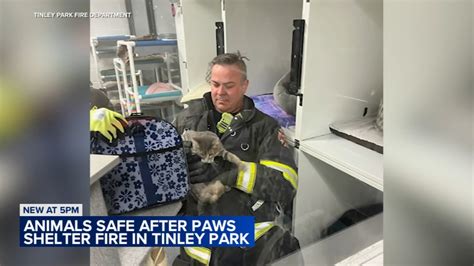 PAWS Tinley Park fire: Dozens of cats, dogs rescued by firefighters from animal shelter after ...