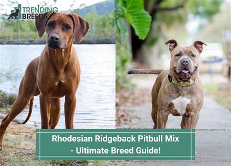 Rhodesian Ridgeback Pitbull Mix – Ultimate Breed Guide! (2023)