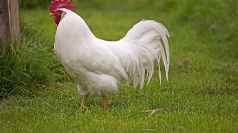 Leghorn Chicken - A-Z Animals