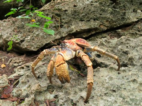 Hermit Crab: part of Australia's biodiverse marine life