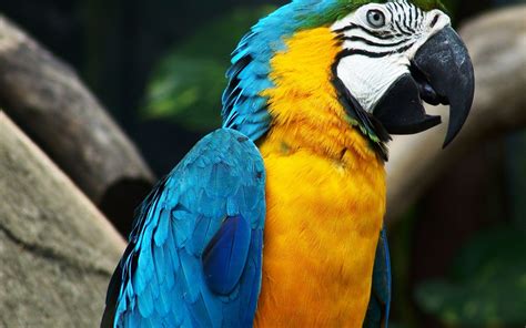 Yellow blue macaw parrot wallpaper | 2560x1600 | #14640