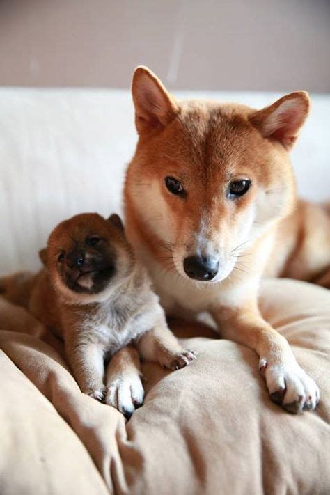 Pin by Puppy Love on Shiba inu (With images) | Shiba inu, Baby dogs ...