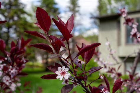 Purpleleaf Sand Cherry Shrub for Sale - Buying & Growing Guide - Trees.com