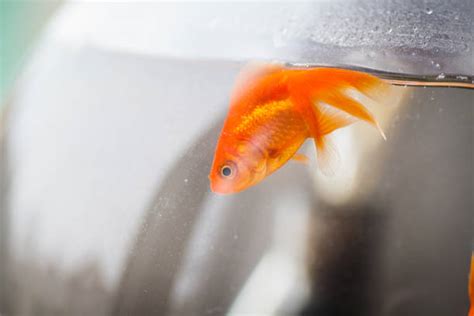 Dead Goldfish Stock Photos, Pictures & Royalty-Free Images - iStock