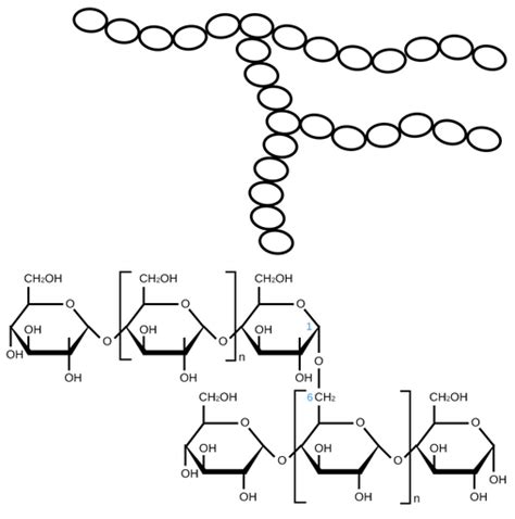 Amylopectin - Labster