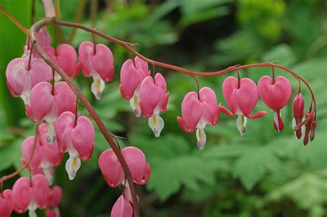 Lamprocapnos spectabilis