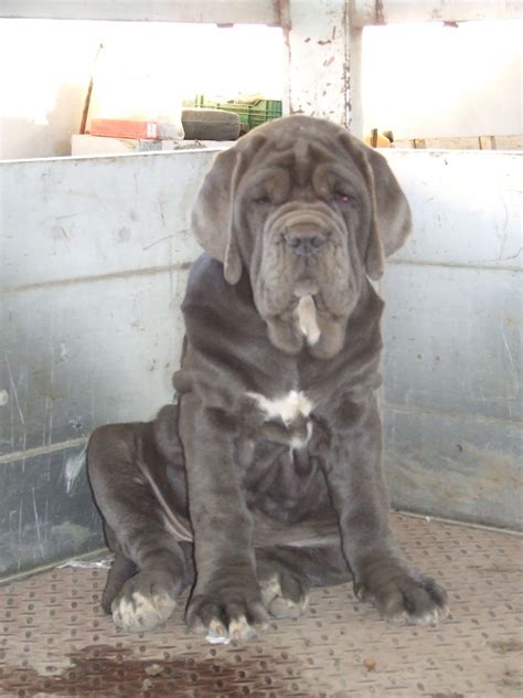 Blue Cane Corso Neapolitan Mastiff - Bleumoonproductions